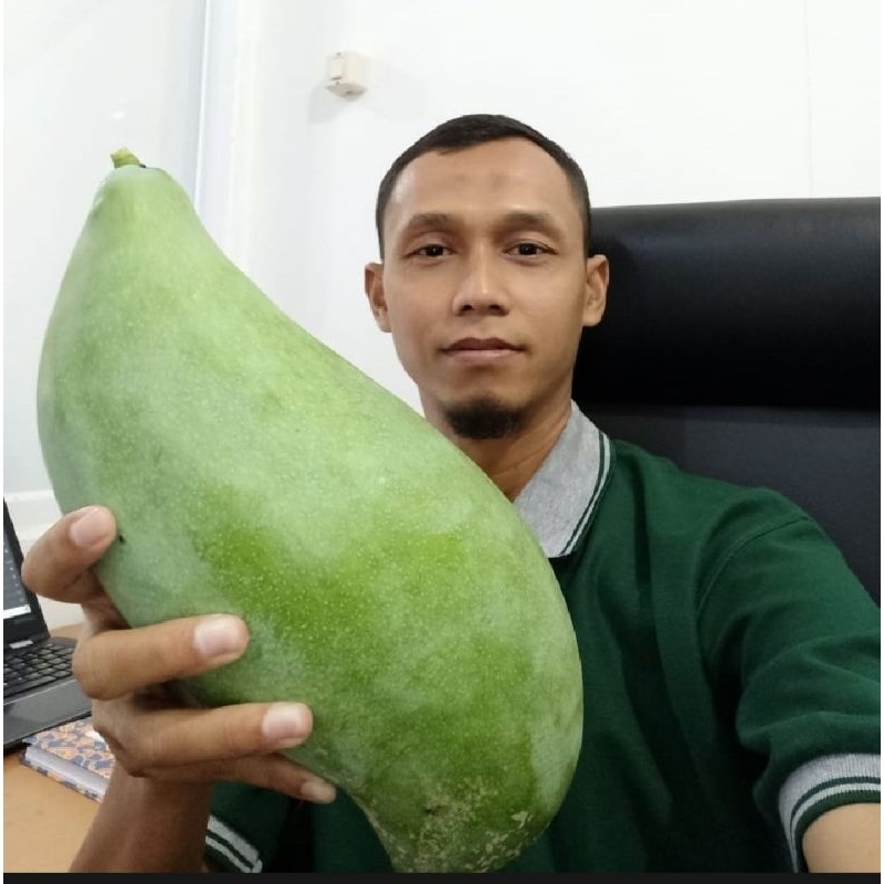 

bibit mangga Miyazaki SUPER JUMBO