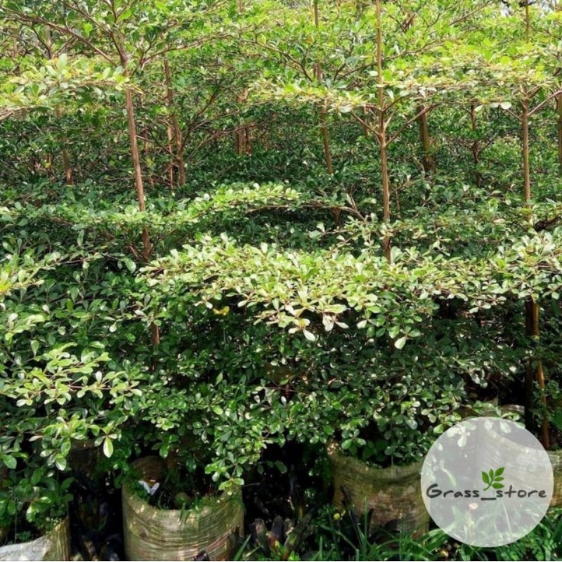 Tanaman hias ketapang kencana / pohon ketapang kencana 2 meter / Tanaman ketapang kencana varigata