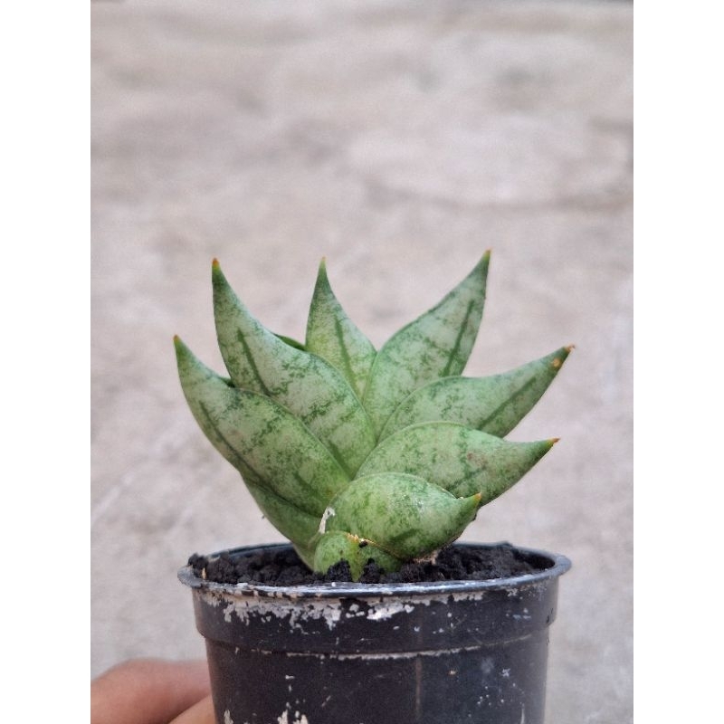 BNC Boncel New Clone Sansevieria Lidahmertua