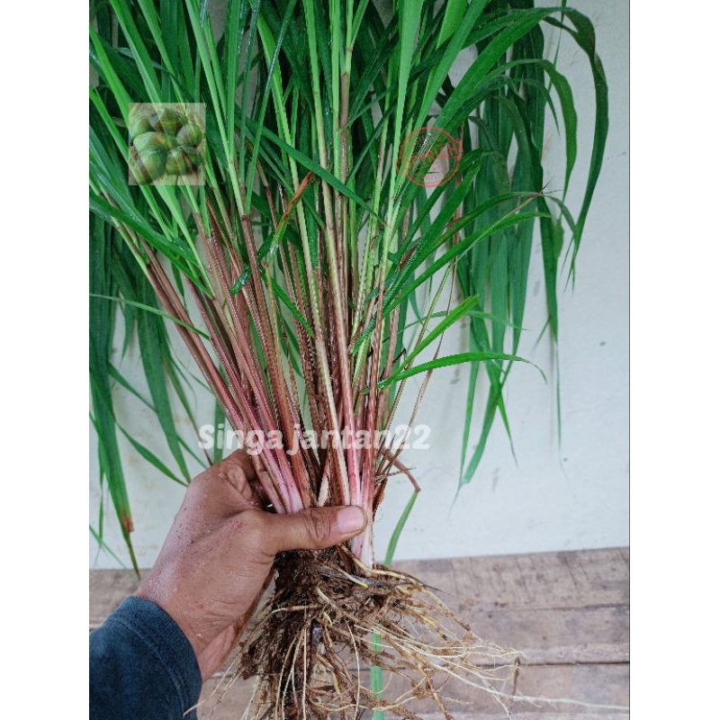 

Sereh wangi satu pohon utuh Sereh merah perbatang tanpa potong daun