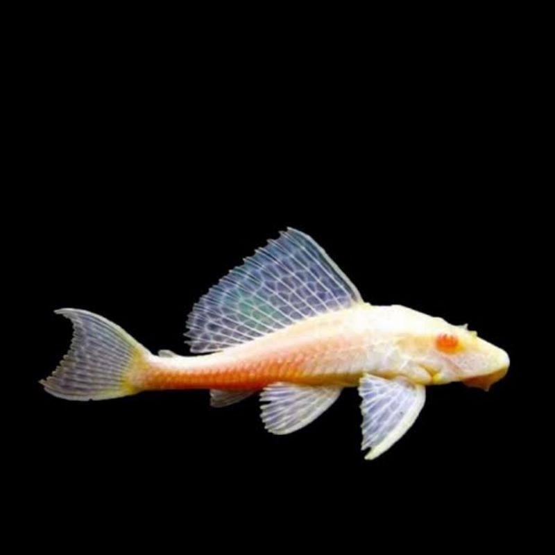 Ikan Sapu - Sapu Albino / Ikan Pembersih Aquarium