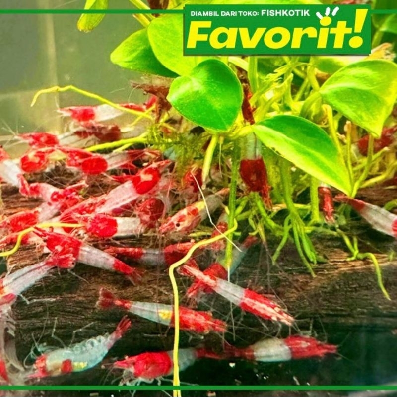 Paket Koloni (isi 10) Udang Hias Red Rili Hiasan Aquarium Aquascape Tanaman Air Ikan Hias