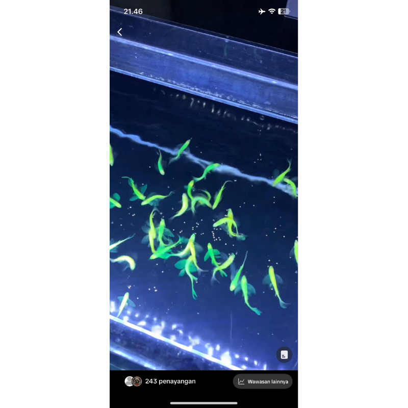 

BOX KARDUS DANIO SLAYER SIRIP HIJAU