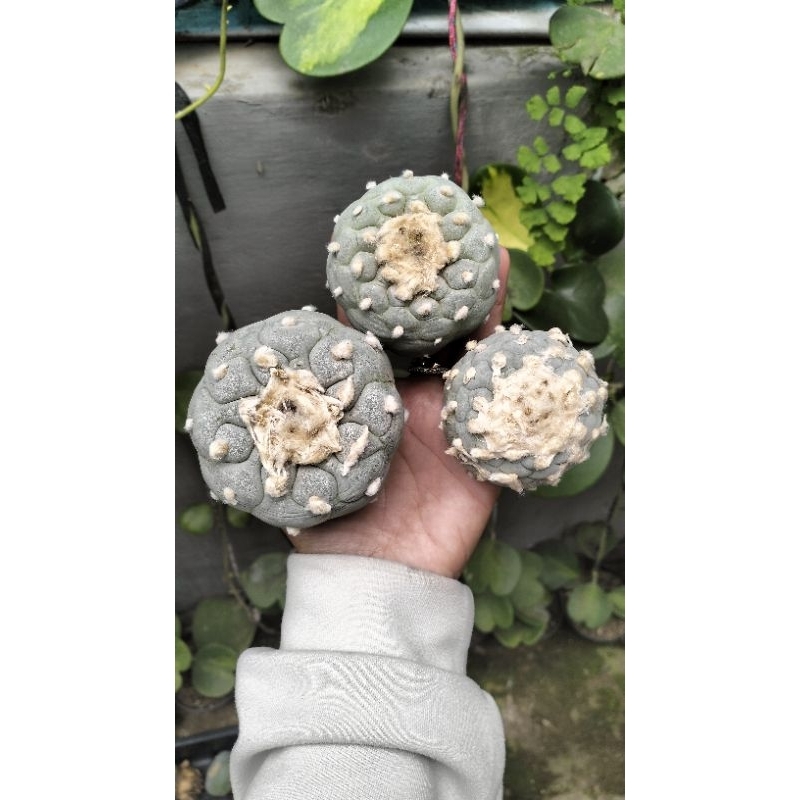 Tanaman Bunga Kaktus Import Premium Lophophora frichii