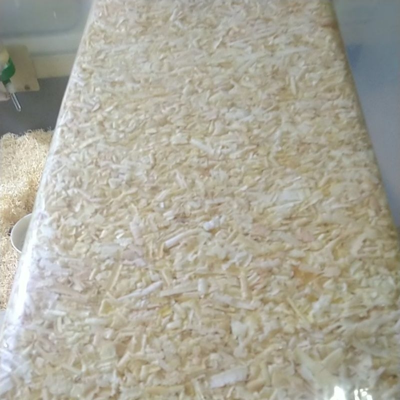 serbuk kayu pinus jati belanda