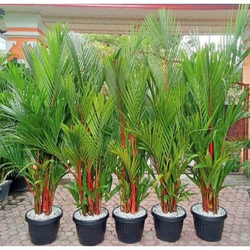 BIBIT PALEM TANAM PALEM MERAH