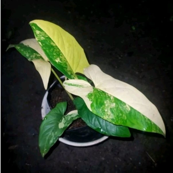 syngonium aurea yellow