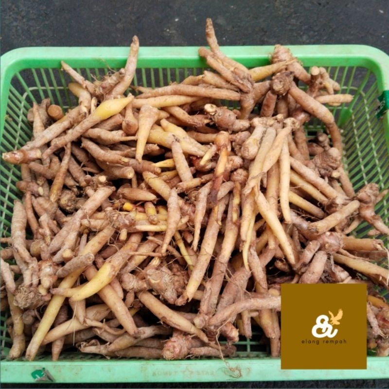 

TEMU KUNCI 1 KG REMPAH TEMU KUNCI SEGAR OBAT HERBAL ALAMI EMPON SEGAR