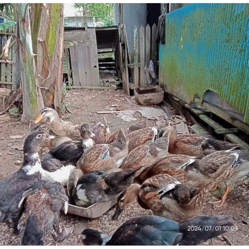 

Telur Bebek Alabio Petelur Handal Hanya Untuk Di tetaskan