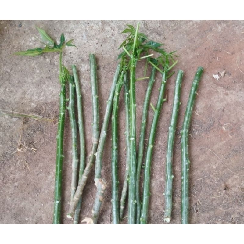 Bibit batang pepaya jepang / bibit pepaya jepang super