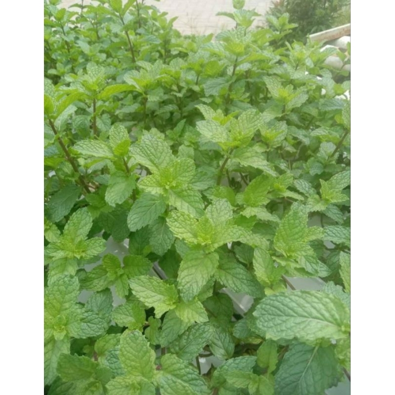 

Daun mint 250 gram - 500 gram - 1kg