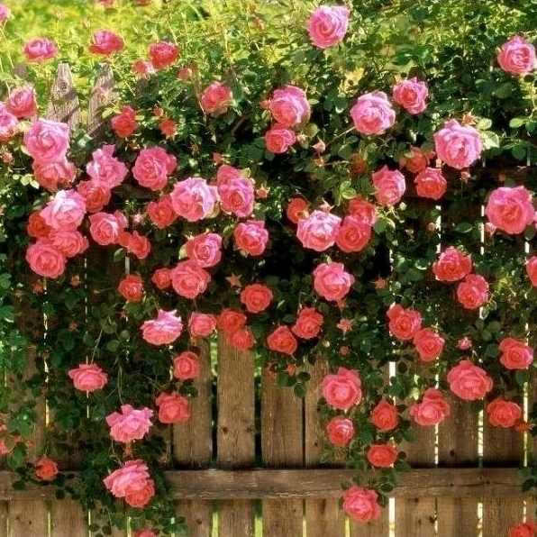 Tanaman Mawar Rambat (Pink Jepang) / Climbing Rose / Japanesse Climbing Rose / Mawar Jepang Rambat P