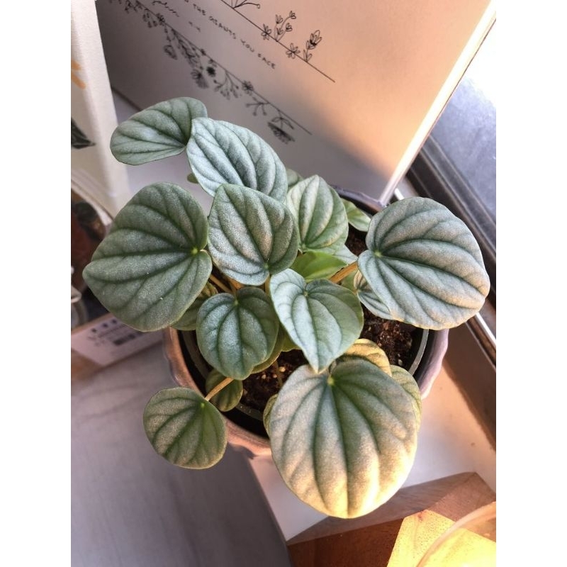 Tanaman Hias Peperomia Silver / Peperomia Silver Frost / Peperomia Kriput