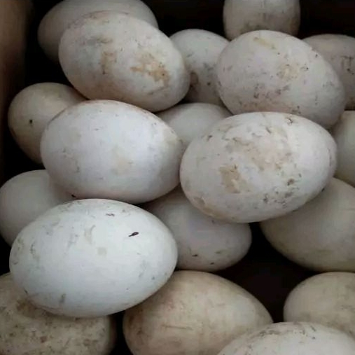 

TELUR ANGSA SOANG JELEK BUSUK BUKAN UNTUK DIKONSUMSI