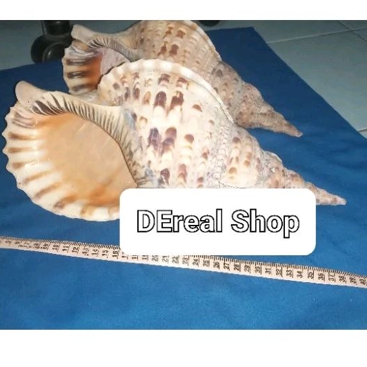 cangkang kerang triton 41cm super jumbo giant shell