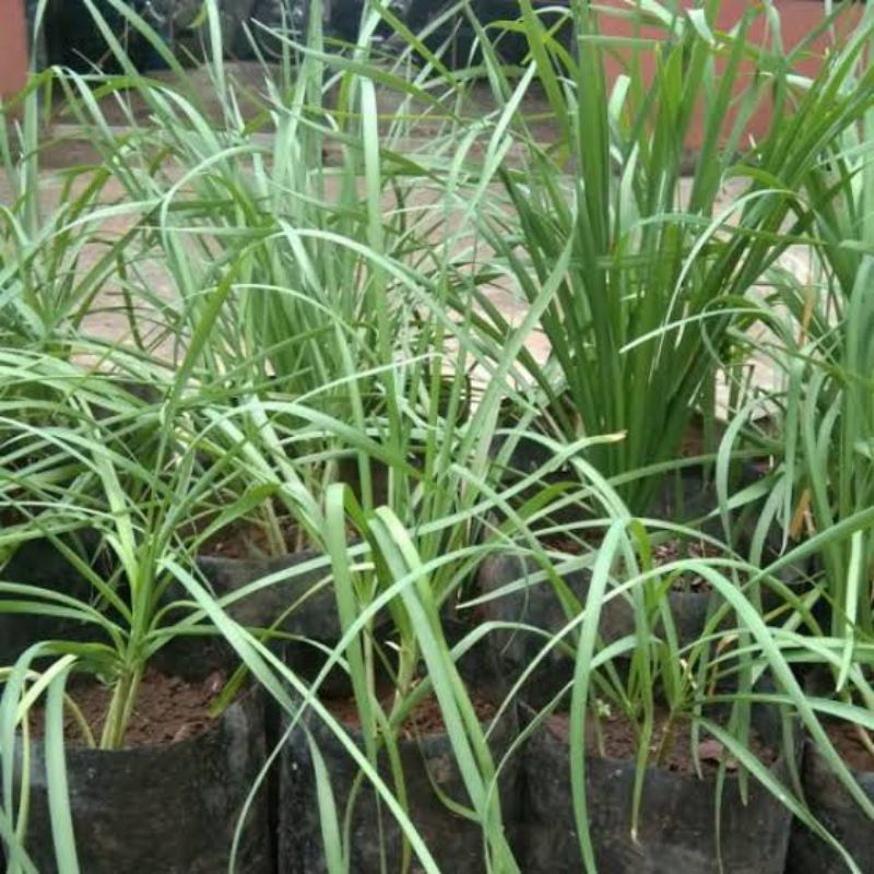 Dapat 3 Bibit Daun Bawang Kucai | Bibit Sayur Kucai Termurah | Bibit Tanaman Kucai