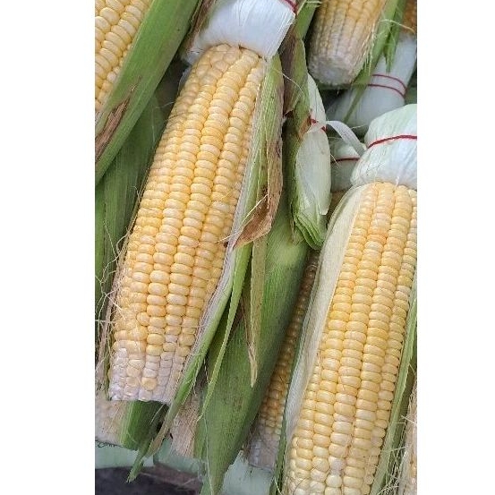 

jagung fresh 1kg
