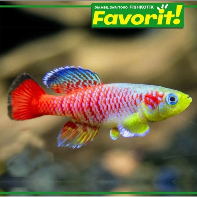 Killifish Guentheri Ikan Hias Aquascape Hiasan Aquarium Tanaman Air