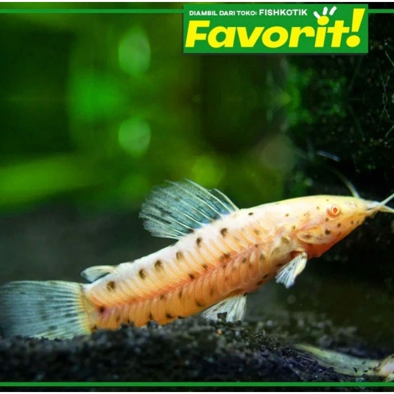 Hoplo Albino Catfish Ikan Hias Jarang Ada Hiasan Aquarium Aquascape