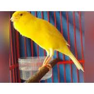 NOTA KENARI GACOR DURASI PANJANG PUTIH POLOS