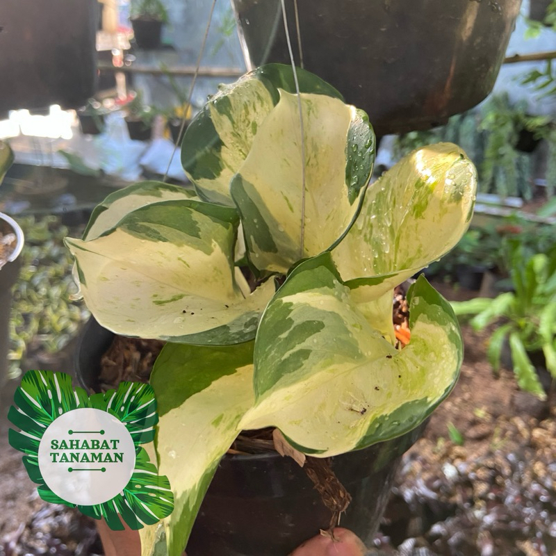 Sirih gading manjula - Sirih gading manjula keong - Sirih manjula balon