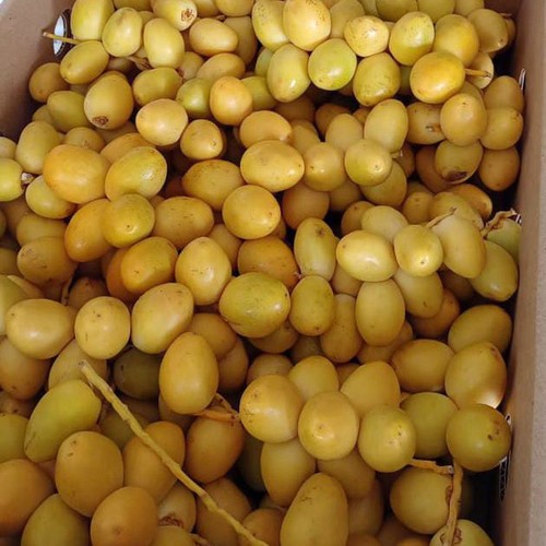 

Kurma Muda Barhee 500 Gram Fresh No Frozen Free Tespek dan Zuriat