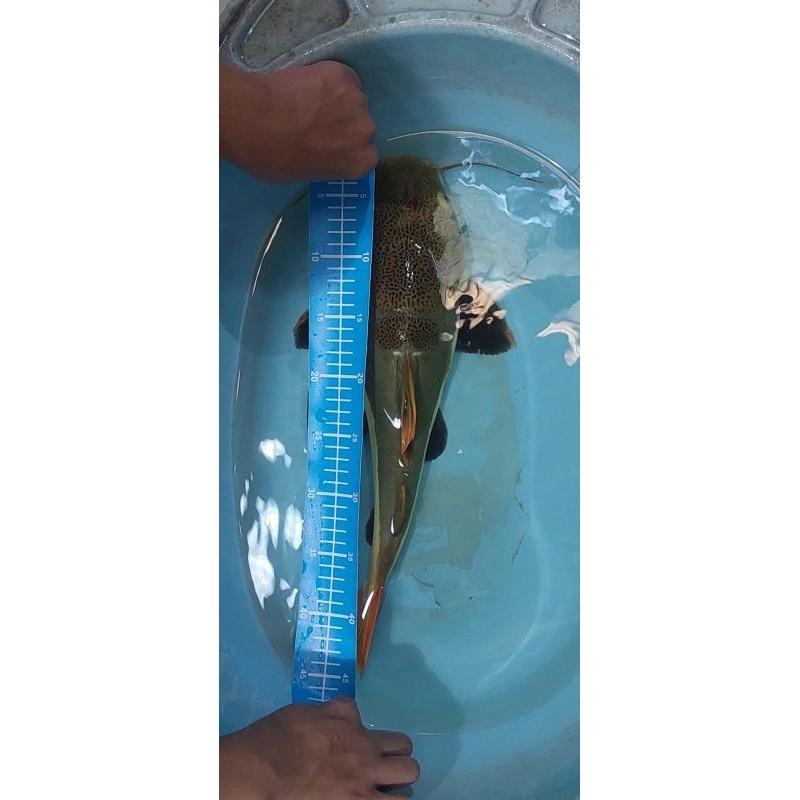 ikan rtc / red tail catfish jumbo 40cm - 45cm