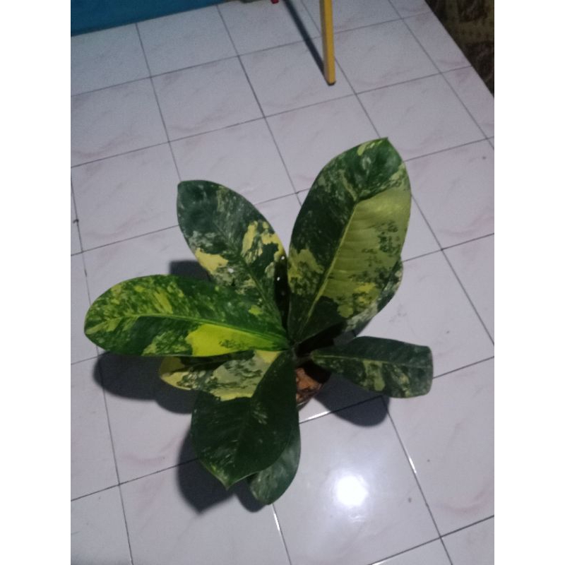 diven panglima variegata