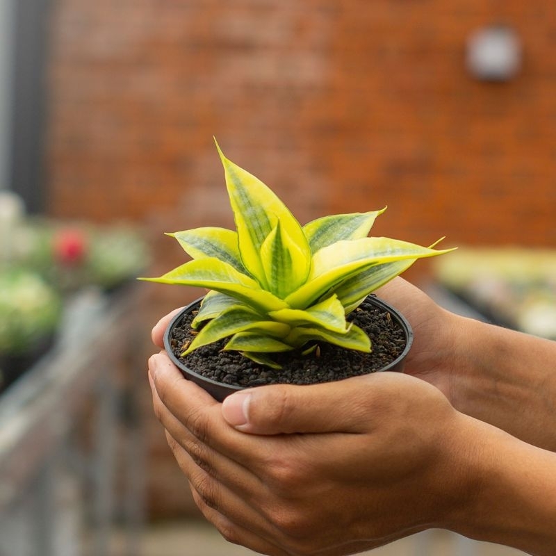 SANSEVIERIA CORDOVA YELLOW VARIEGATA ( POT 10 CM )