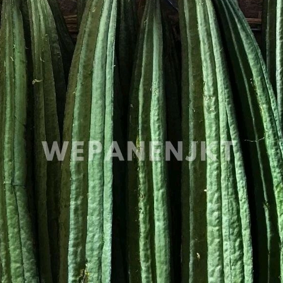 

Gambas Oyong Fresh Petani 1kg