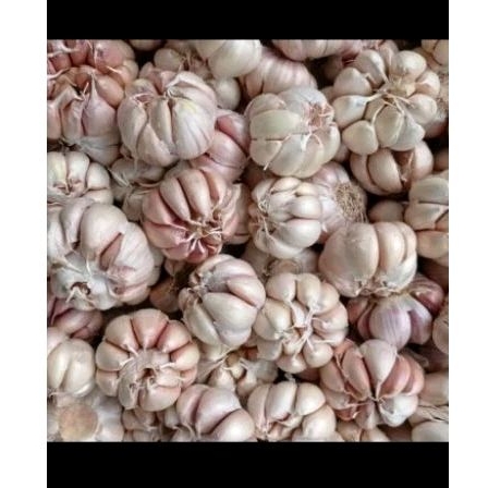 

Bawang putih 1kg