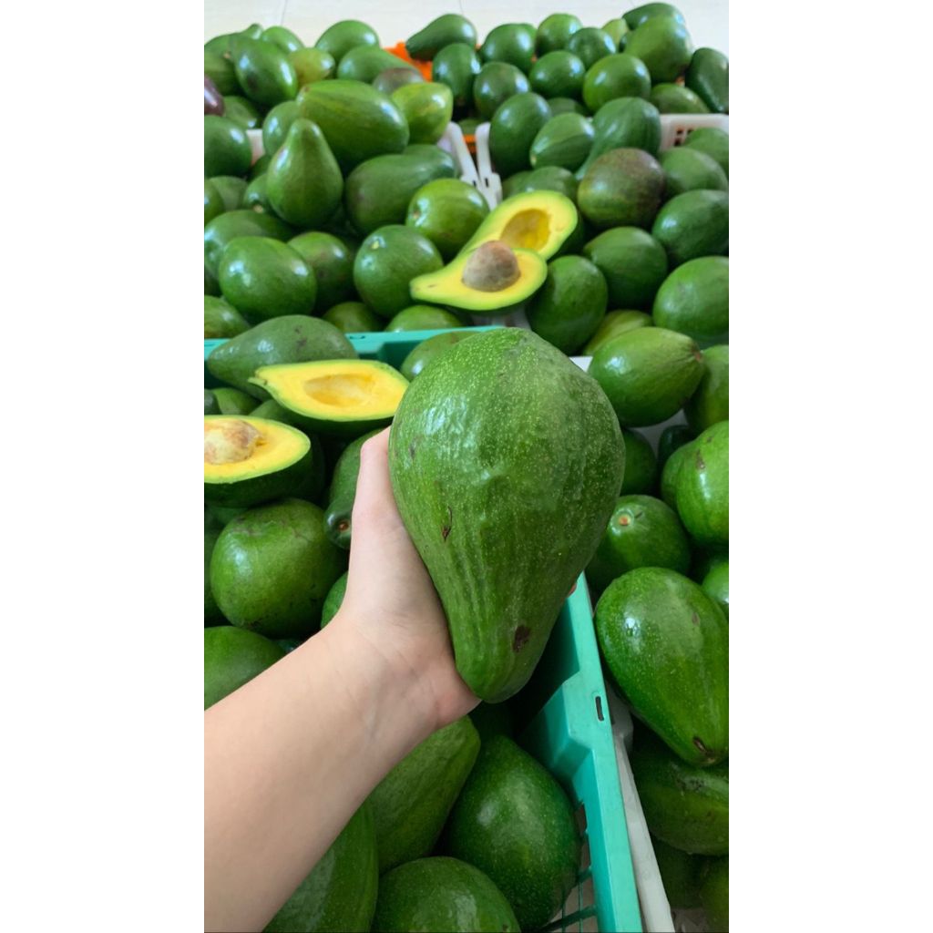 

Alpukat Mentega 1kg/2kg/5kg