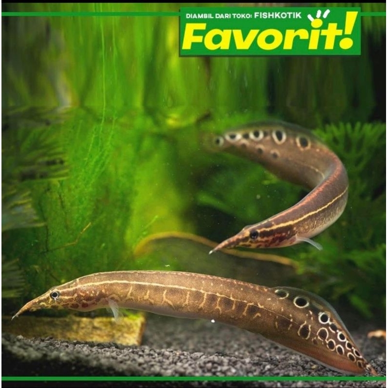 Sili Bambu 20cm+ Ikan Hias Aquascape Hiasan Aquarium Tanaman Air Tawar