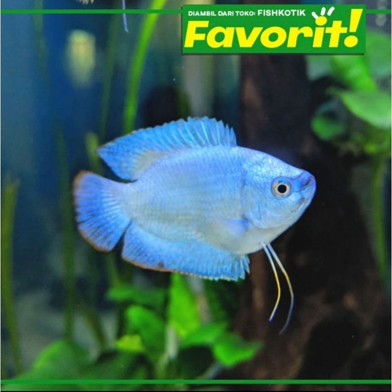 Sepat Neon Blue Gourami Ikan Hias Aquascape Hiasan Aquarium Tanaman Air