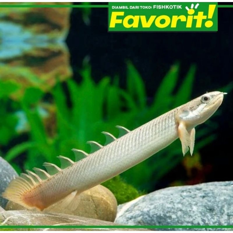 Palmas Golden Senegalus Ikan Hias Predator "Naga Mas" Hiasan Aquarium