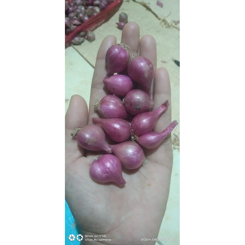 

bawang merah/brambang