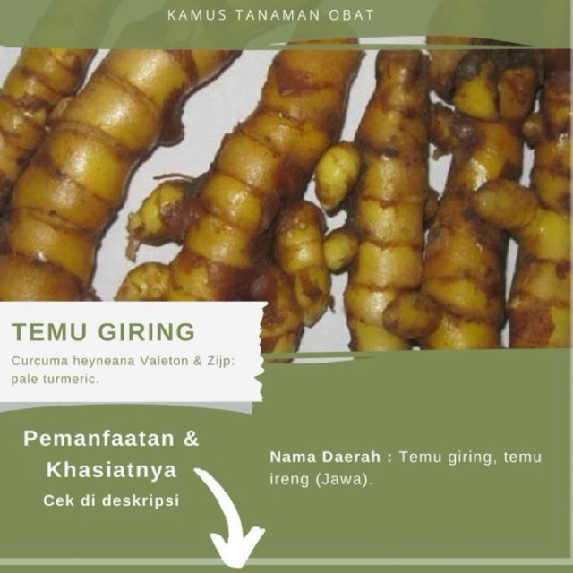 

Temu giring 500Gr Asli Tanam Sendiri Organik