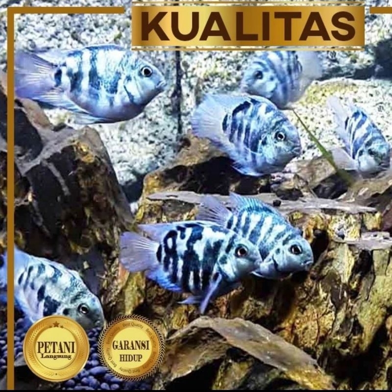 Paket Koloni (isi 10) Blue Polar Parrot Cichlid Ikan Hias Aquascape Hiasan Aquarium Tanaman