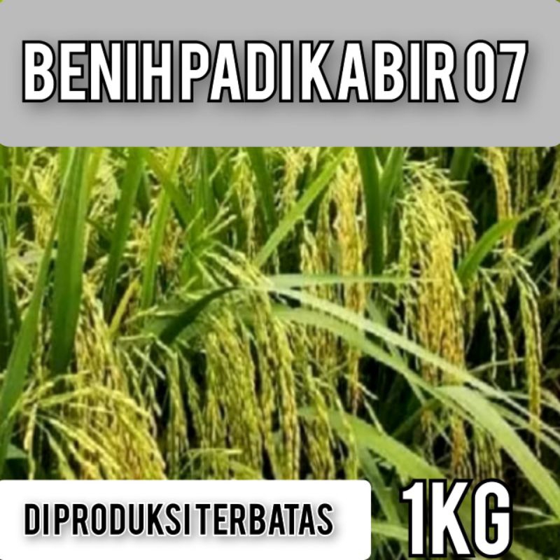 Cod Bayar Di tempat Benih Bibit Padi super Kabir 07 Kemasan 1kg Original