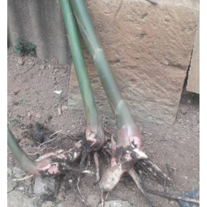 Bibit buah parahulu / bibit rambutan tanah isi 2 paket