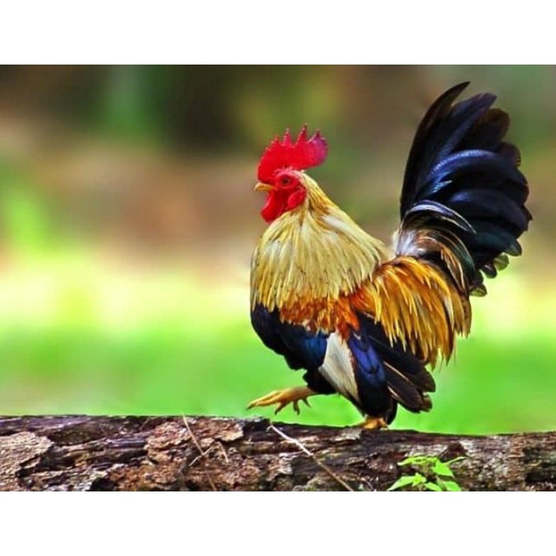 Subsidi telur ayam hias Kate