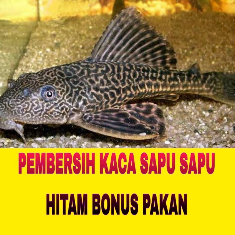 PEMBERSIH KACA AQUARIUM IKAN SAPU SAPU BONUS PAKAN