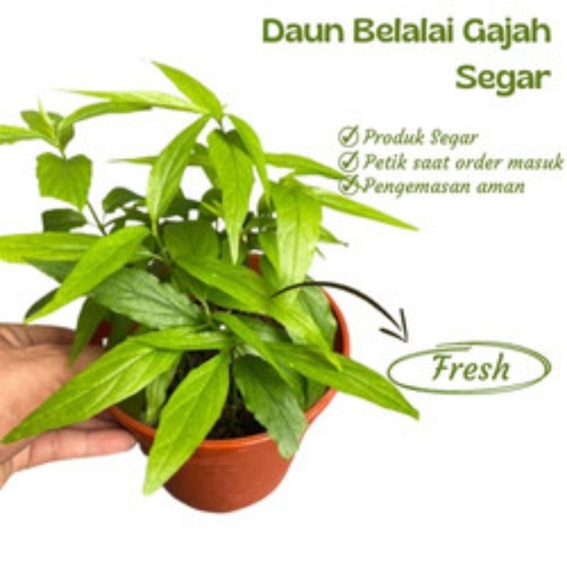 

Readyy Daun belalai gajah 1kg daun kalingsir segar khusus obat herbal