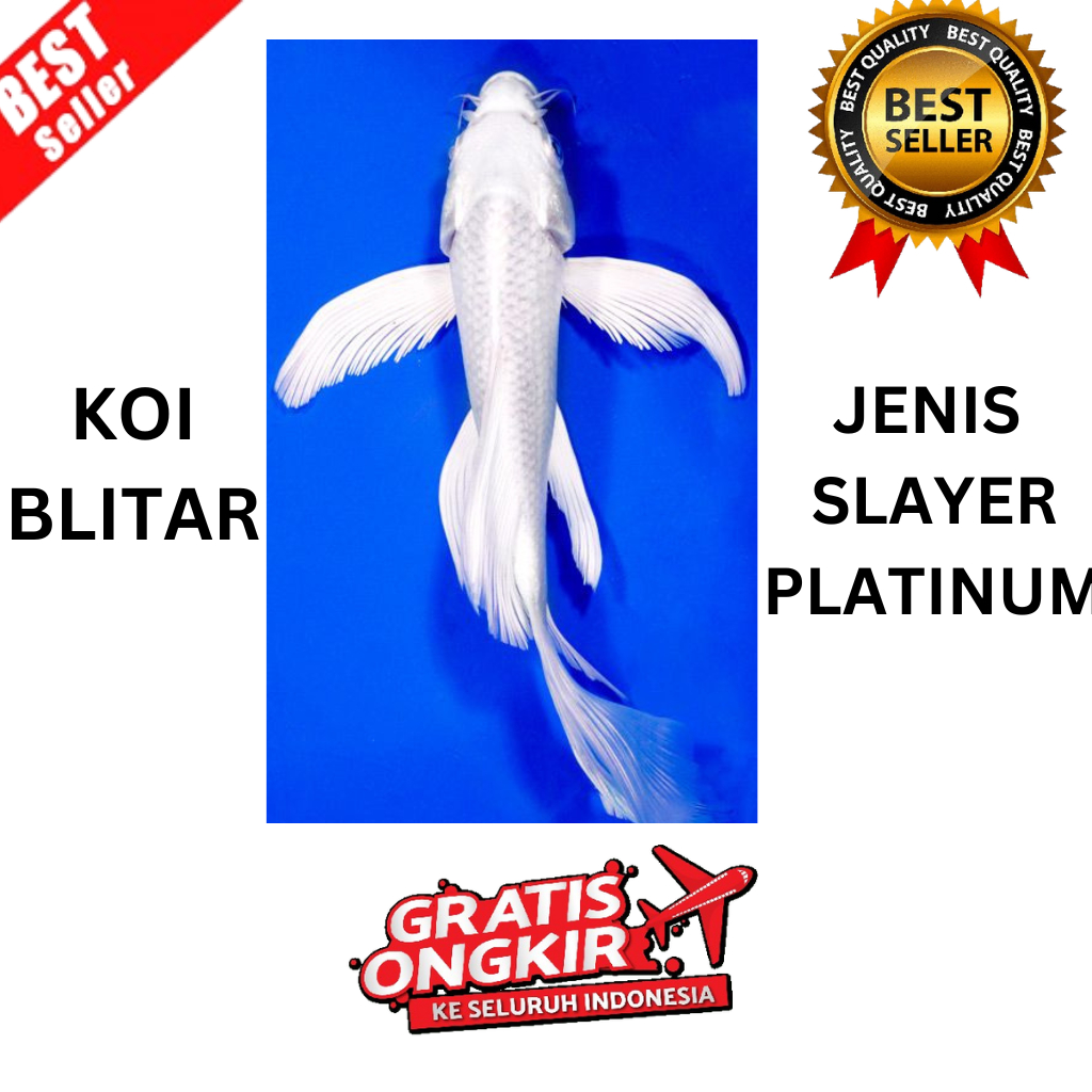 IKAN KOI PLATINUM SLAYER/OGON