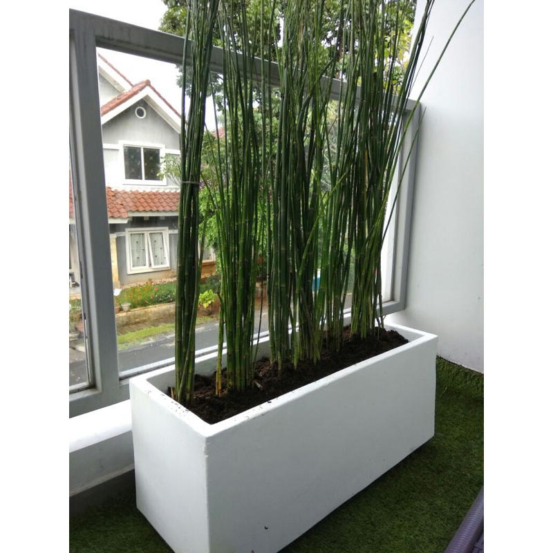 pot persegi panjang minimalis semen atau beton putih halus mewah untuk taman