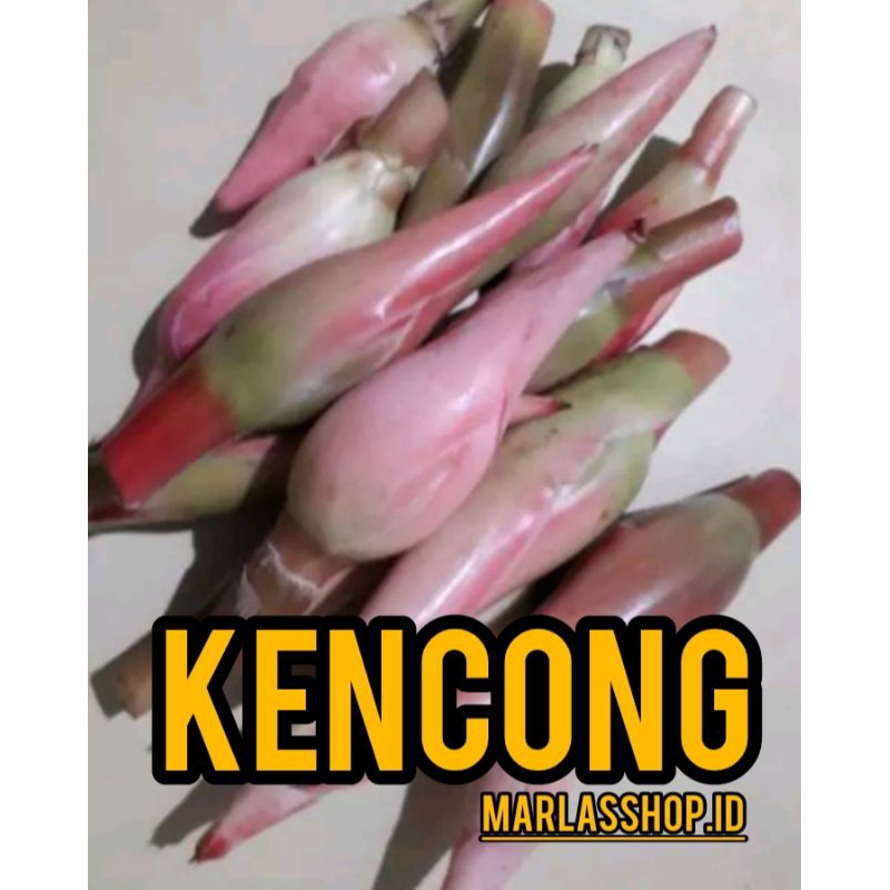 

Kincong | Kecombrang 250 Gram