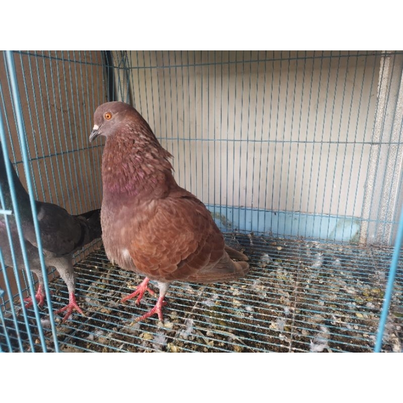 Burung merpati kolong bahan dan player