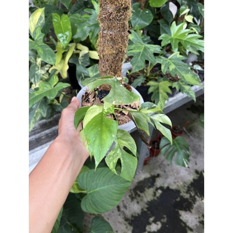 Monstera Tetrasperma/Mini Variegata Marble 6 Daun Aktif Up ( Realpict )