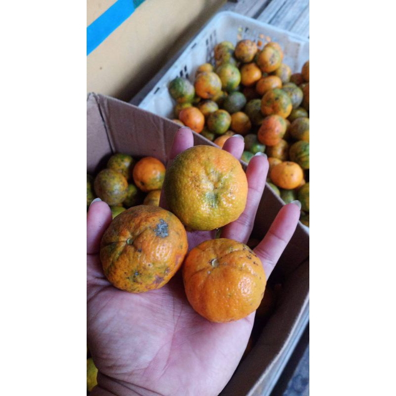 

Jeruk Ragi segar 1kg BUKAN santang