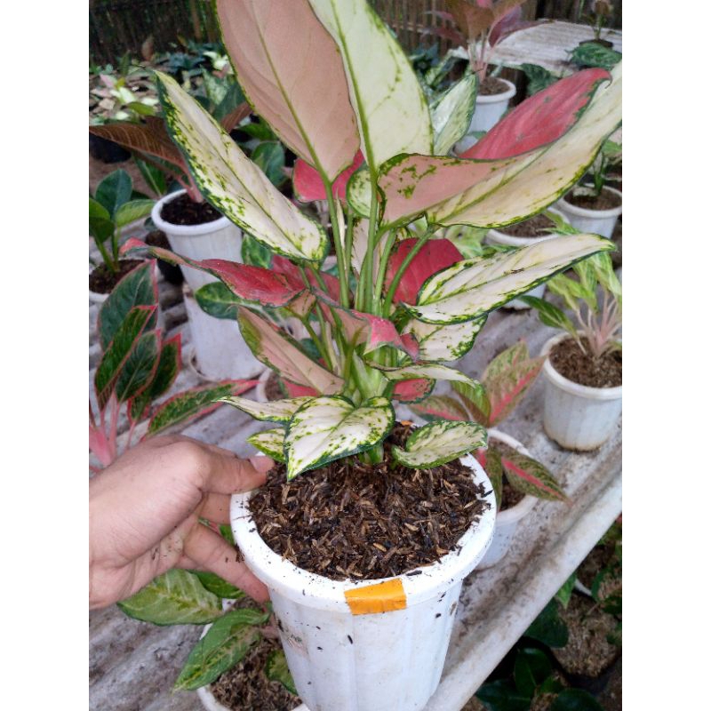 cod paket aglonema 100